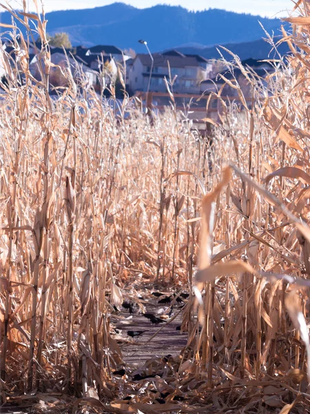 Kraaien in maïsveld — Stockfoto