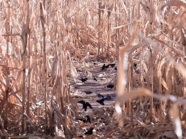 Kråkor i sädesfält — Stockfoto