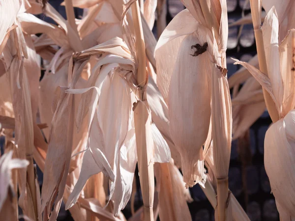 Campo de cultivo de maíz en otoño —  Fotos de Stock
