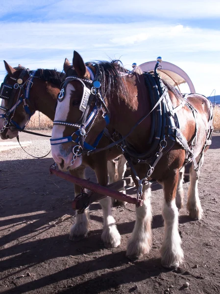Koně tahání vozíku — Stock fotografie