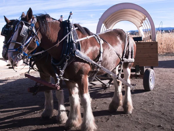 Hästar drar en vagn — Stockfoto