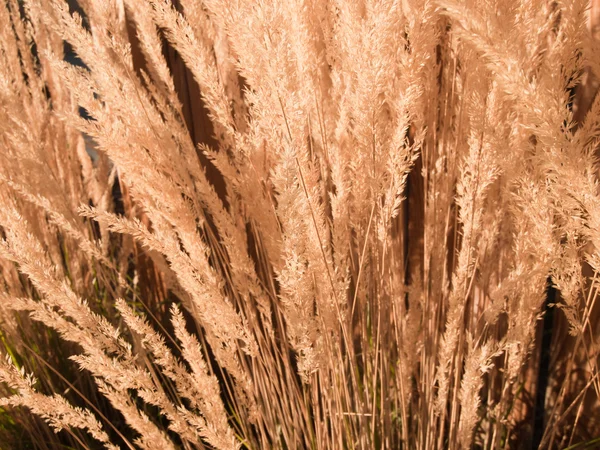 Péřová tráva rákos — Stock fotografie