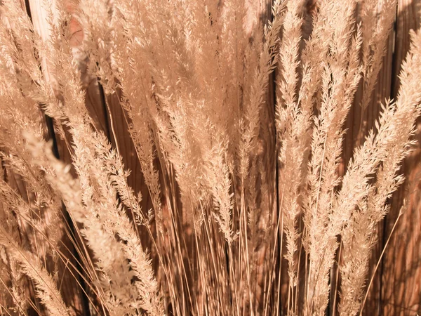 Перьевая тростниковая трава — стоковое фото