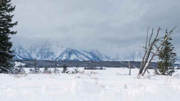 Winter wonderland — Stock Photo, Image