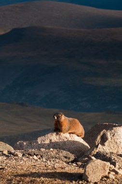 Sarı göbekli bir sıçan