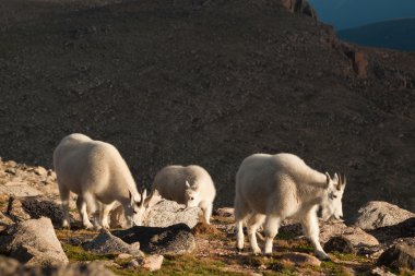 çocukla Mountian keçi