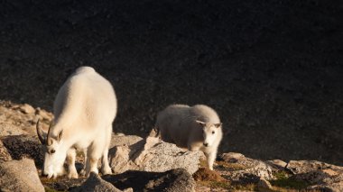 çocukla Mountian keçi