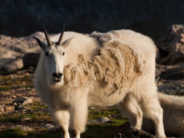 çocukla Mountian keçi