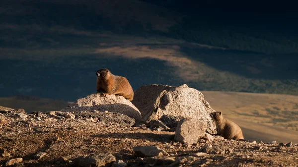 Marmota de barriga amarela — Fotografia de Stock