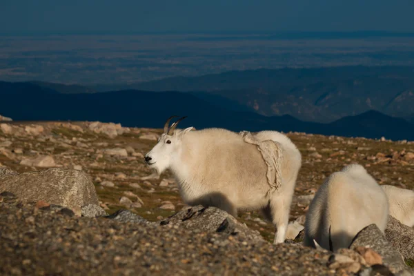 子供を持つ山岳ヤギ — ストック写真