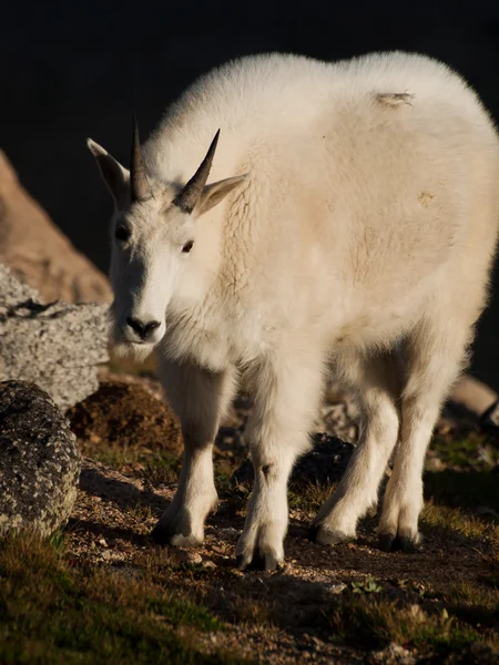 Çocukla Mountian keçi — Stok fotoğraf