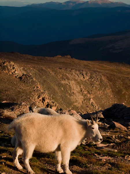 子供を持つ山岳ヤギ — ストック写真