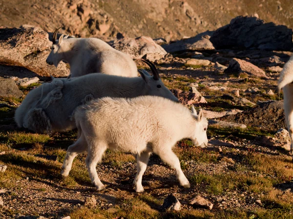 Mountian Goat with Kid — Stock Photo, Image