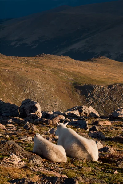 Çocukla Mountian keçi — Stok fotoğraf
