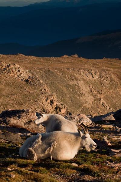 Mountian koza s klukem — Stock fotografie