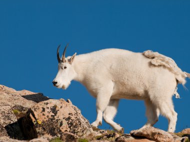 Mountian Goats clipart