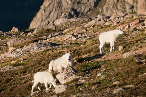 Dağ keçileri — Stok fotoğraf