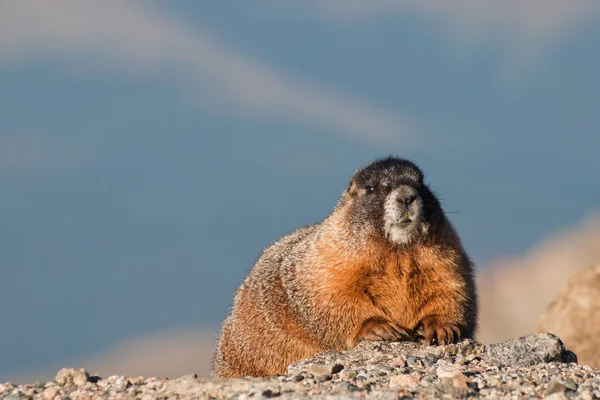 Marmota de barriga amarela — Fotografia de Stock