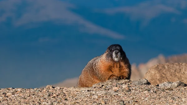Yellow-bellied Marmot — Stock Photo, Image
