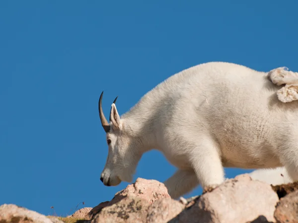Mountian Goats — Stock Photo, Image