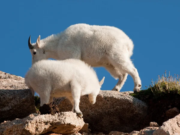 Mountain geiten — Stockfoto