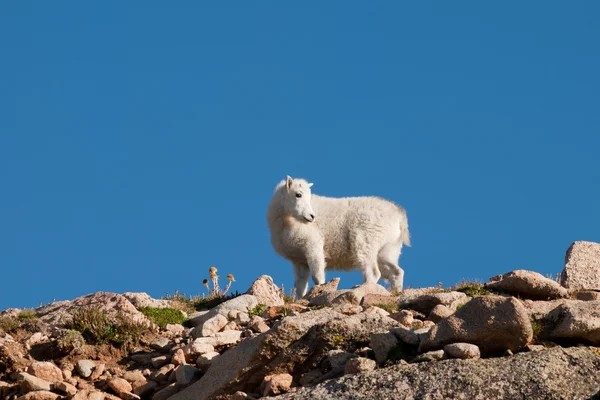 Dağ keçileri — Stok fotoğraf