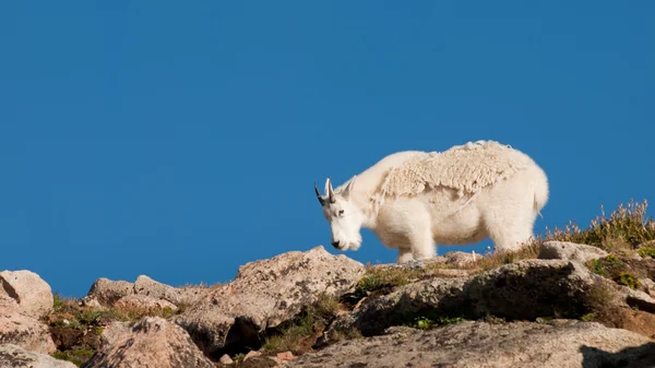 Mountian kozy — Zdjęcie stockowe
