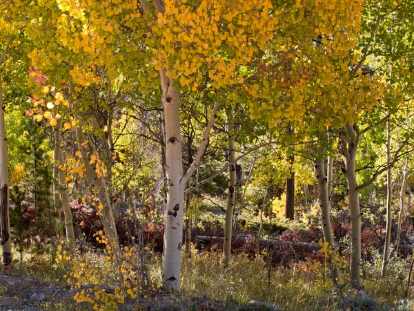 stock image Autumn