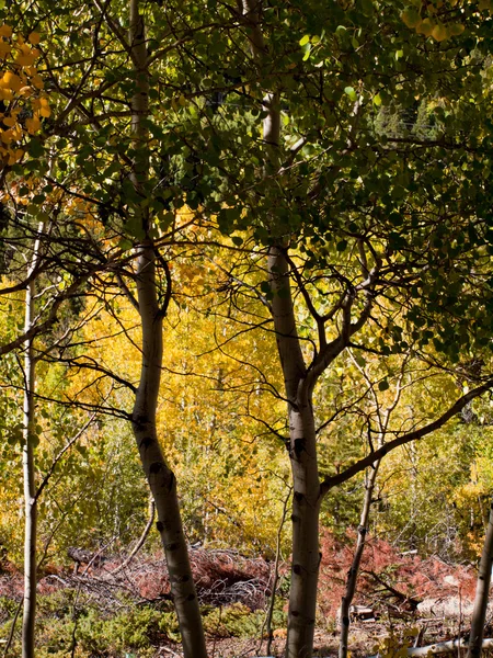 stock image Autumn