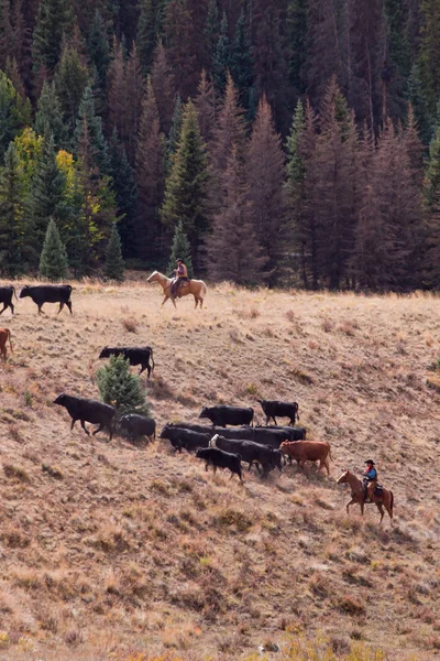 Cattle Drive — Stock Photo, Image