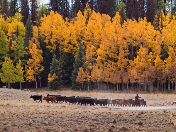 Conducción de ganado — Foto de Stock