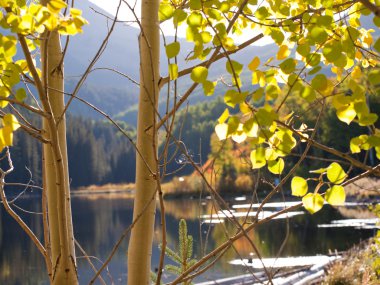 Altın aspens