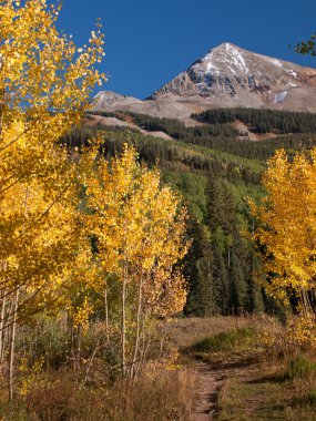 Altın aspens