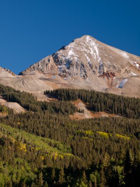 Altın aspens