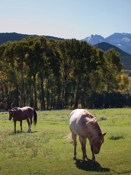 Осень на ранчо — стоковое фото