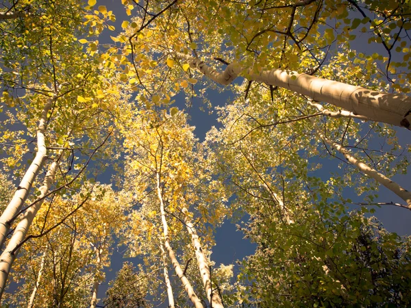 Floresta Amarela Canopy — Fotografia de Stock