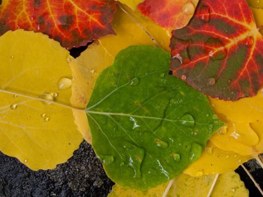 Colorful Aspen Leaves clipart