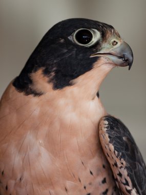 Falcon face clipart
