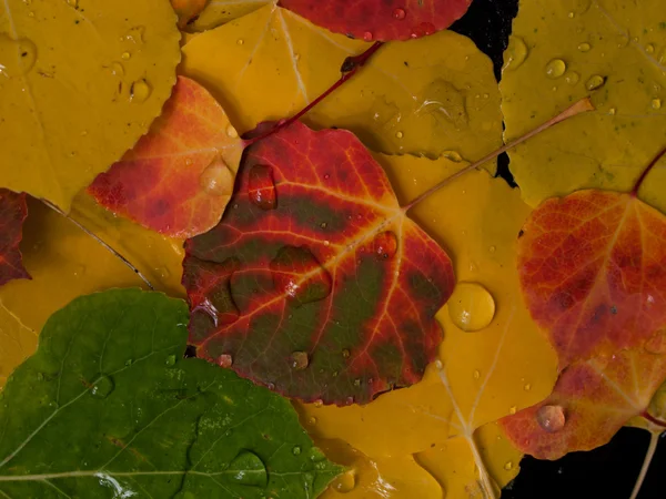 stock image Colorful Aspen Leaves