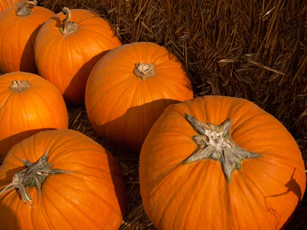 stock image Pumpkins