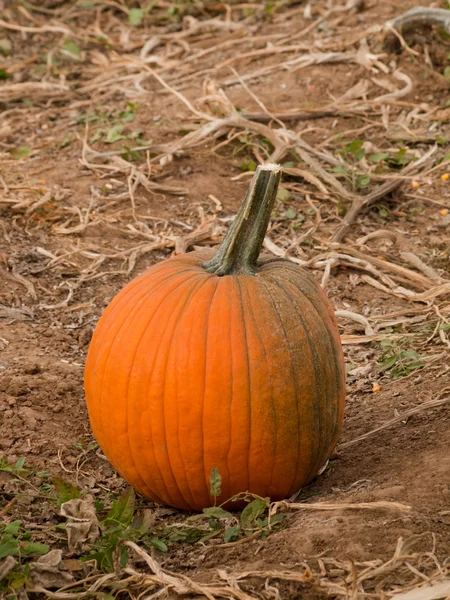Pumpkin — Stock Photo, Image