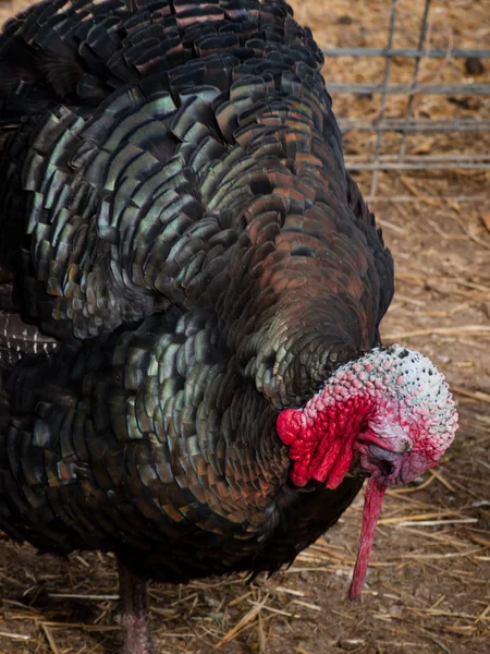 Thanksgiving Turkey — Stock Photo, Image