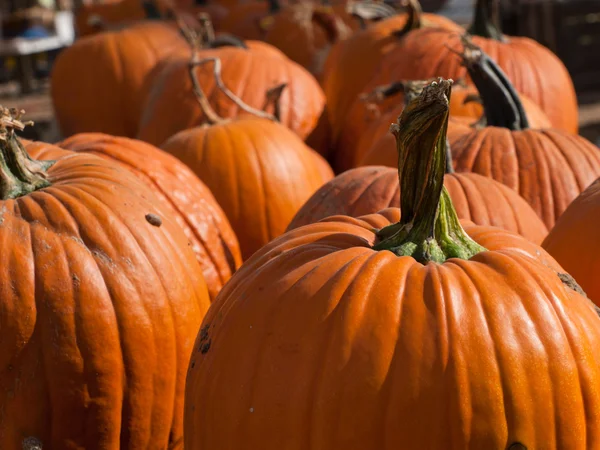 stock image Pumpkins