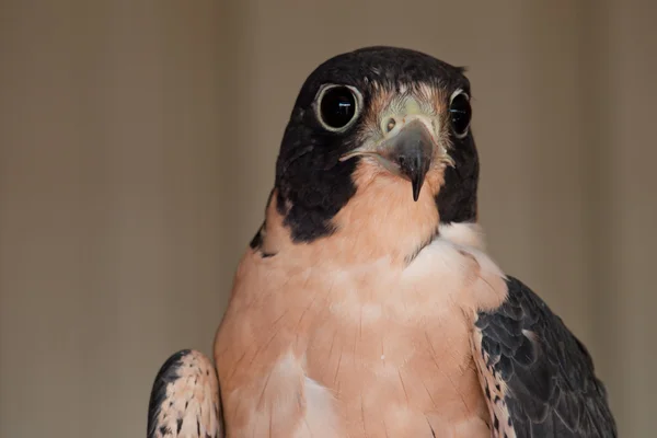 Falcon обличчя — стокове фото