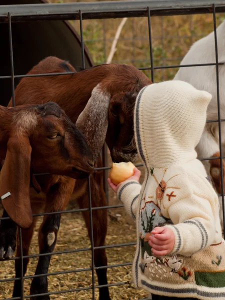 Criança na fazenda — Fotografia de Stock