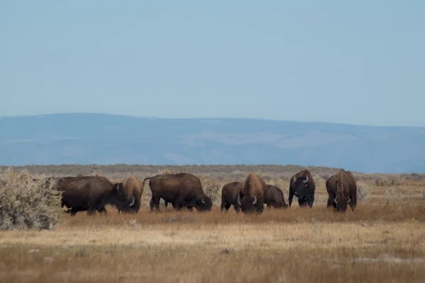 stock image Buffalo Ranch