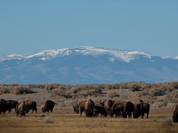 stock image Buffalo Ranch