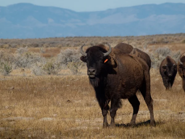 Buffalo Ranch — Stock Photo, Image