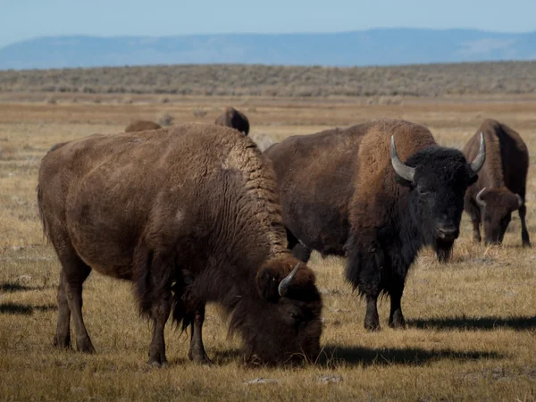Buffalo Ranch — Stock Photo, Image