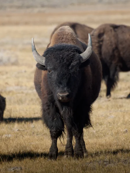 Buffalo ράντσο — Φωτογραφία Αρχείου